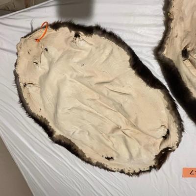 Beaver Hides