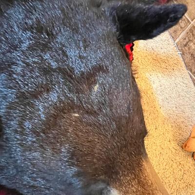 Black Bear Rug/Mount