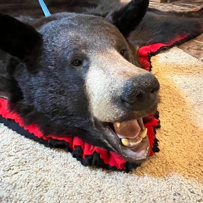 Black Bear Rug/Mount