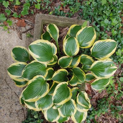 Concrete Planter