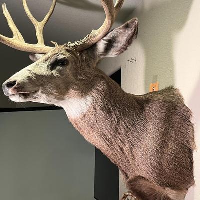 Mule Deer Mount