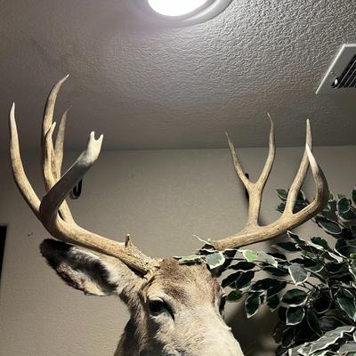 Mule Deer Mount