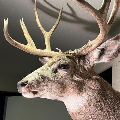 Mule Deer Mount