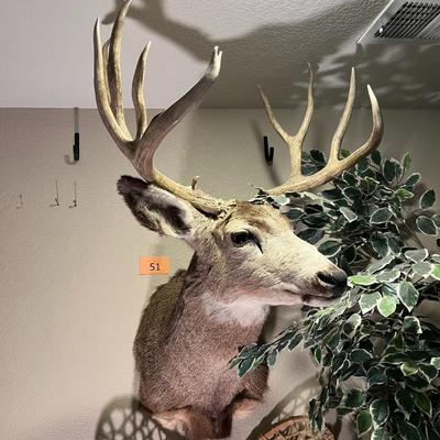 Mule Deer Mount