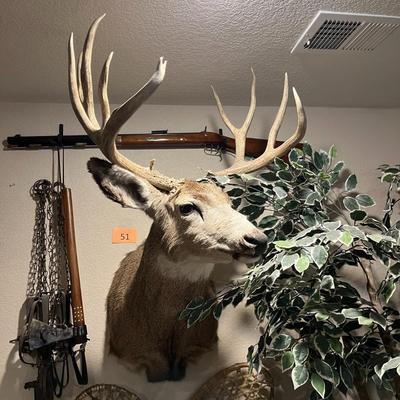 Mule Deer Mount