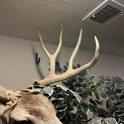 Mule Deer Mount