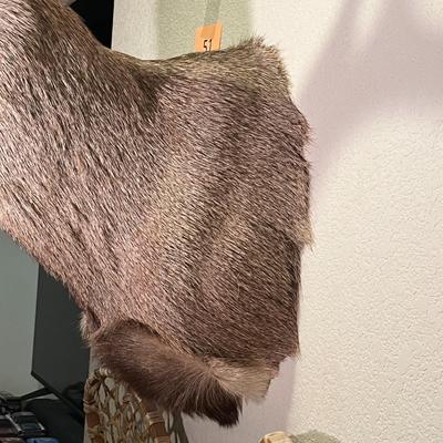 Mule Deer Mount
