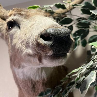 Mule Deer Mount