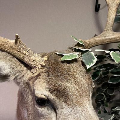 Mule Deer Mount
