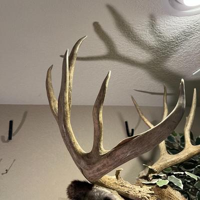 Mule Deer Mount