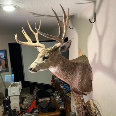 Mule Deer Mount