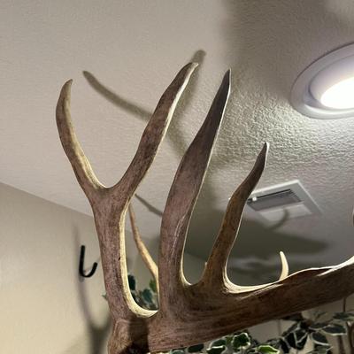 Mule Deer Mount