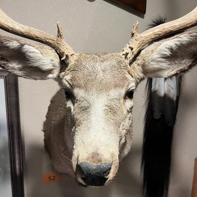 Mule Deer Mount