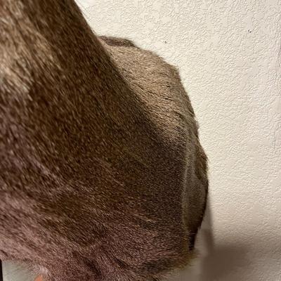Mule Deer Mount