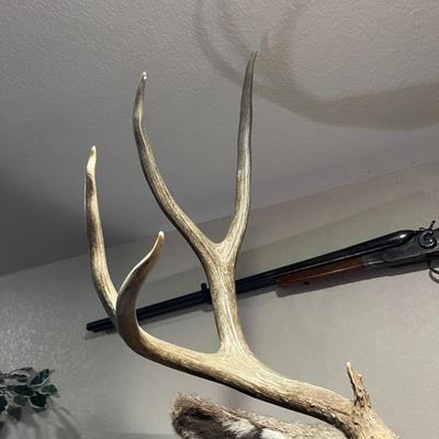 Mule Deer Mount