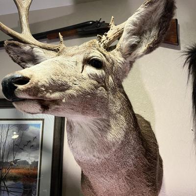 Mule Deer Mount