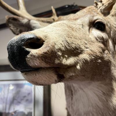 Mule Deer Mount