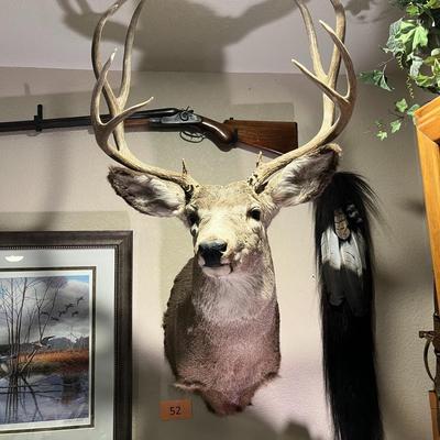 Mule Deer Mount