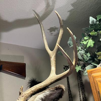Mule Deer Mount
