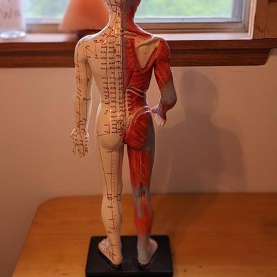 2' Male Acupuncture Model