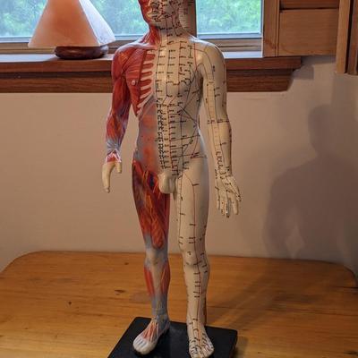 2' Male Acupuncture Model