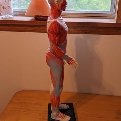 2' Male Acupuncture Model