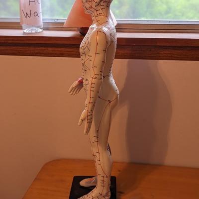 2' Male Acupuncture Model