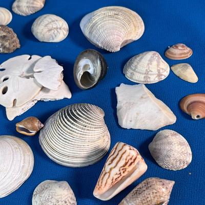 COLLECTION OF SEASHELLS AND SAND DOLLARS