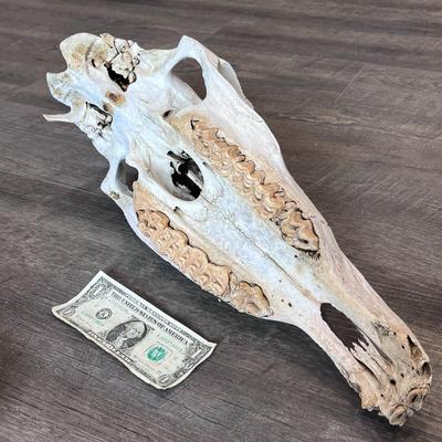 DESERT FIND HORSE SKULL 