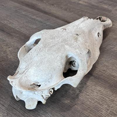 DESERT FIND HORSE SKULL 
