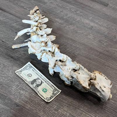 18-1/2â€ LONG VERTABRAE BONES DONâ€™T KNOW WHAT ANIMAL