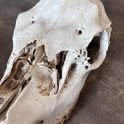 WILD MUSTANG HORSE SKULL FOUND IN THE WILDS