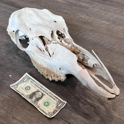 WILD MUSTANG HORSE SKULL FOUND IN THE WILDS