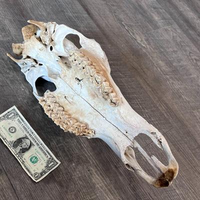 WILD MUSTANG HORSE SKULL FOUND IN THE WILDS