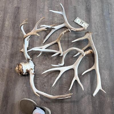ANTLERS GALORE ASSORTMENT OF LARGE AND SMALL SPECIMENS
