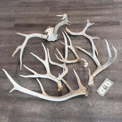 ANTLERS GALORE ASSORTMENT OF LARGE AND SMALL SPECIMENS