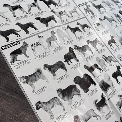 FABULOUS VINTAGE LARGE PICTORIAL DOG BREEDS CHART BLACK & WHITE PHOTOS