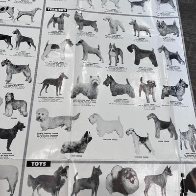 FABULOUS VINTAGE LARGE PICTORIAL DOG BREEDS CHART BLACK & WHITE PHOTOS