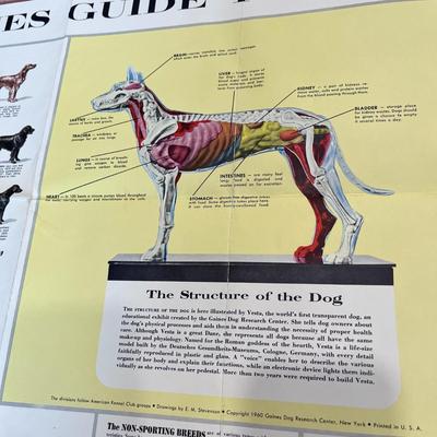 1960 GAINES GUIDE TO AMERICAâ€™S DOGS LARGE DISPLAY CHART