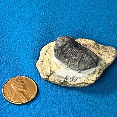 TRILOBITE FOSSIL IN ROCK