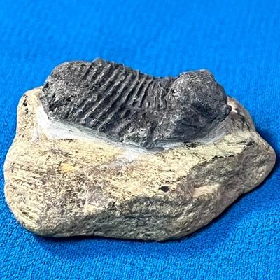 TRILOBITE FOSSIL IN ROCK