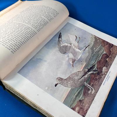 â€œBIRDS THAT HUNT AND ARE HUNTEDâ€ c.1898 ANTIQUE BOOK AMAZING COLOR ILLUSTRATIONS