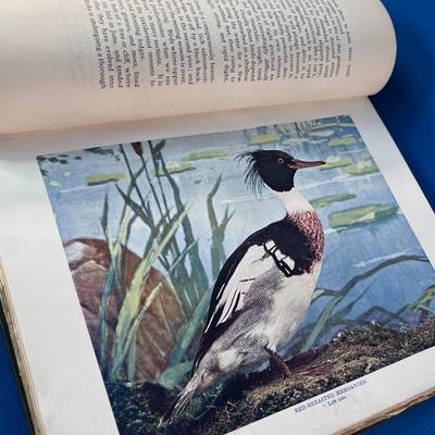 â€œBIRDS THAT HUNT AND ARE HUNTEDâ€ c.1898 ANTIQUE BOOK AMAZING COLOR ILLUSTRATIONS