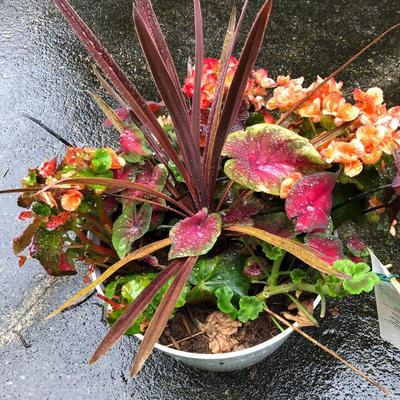 Two Combo Flowers & One Concrete Stand -Lot 131