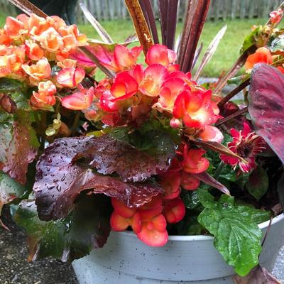 Two Combo Flowers & One Concrete Stand -Lot 131