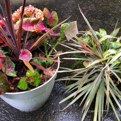 Two Combo Flowers & One Concrete Stand -Lot 131