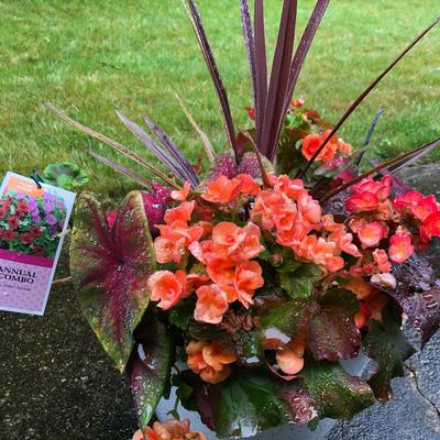 Two Combo Flowers & One Concrete Stand -Lot 131