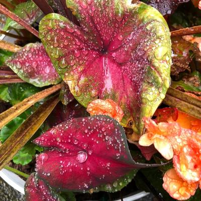Two Combo Flowers & One Concrete Stand -Lot 131