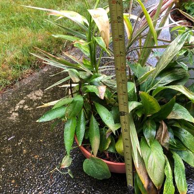 Two Combo Flowers & One Concrete Stand -Lot 131