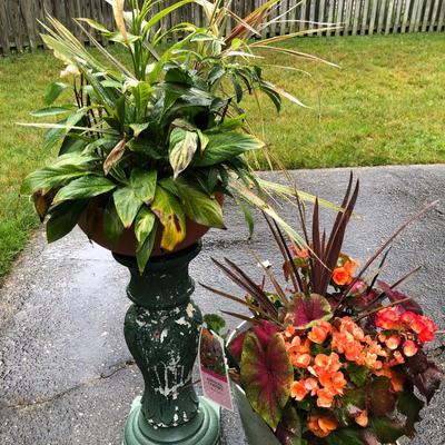 Two Combo Flowers & One Concrete Stand -Lot 131